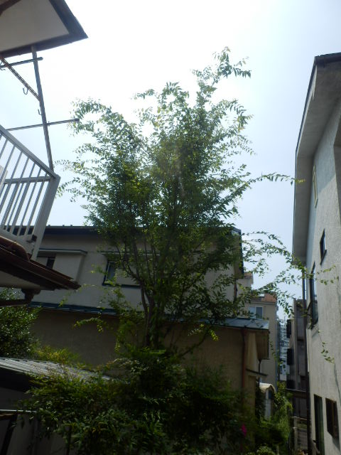 17/27 その他画像