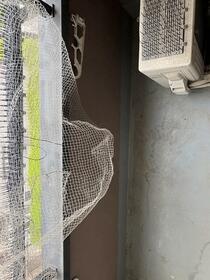 11/11 バルコニー