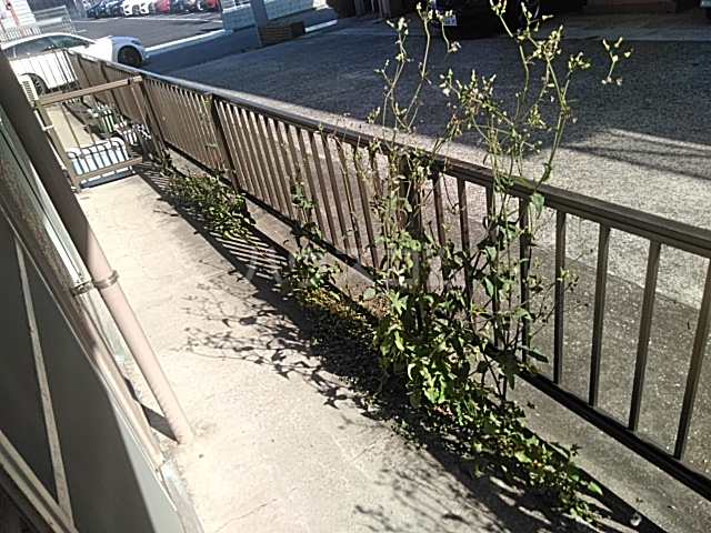 12/22 バルコニー